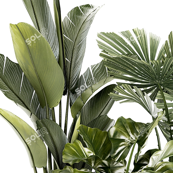 Exotic Plant Collection License Palm 3D model image 4