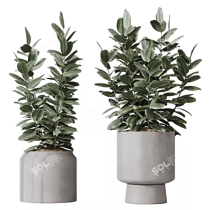 Rubber Ficus Melany 3D Models 3D model image 1