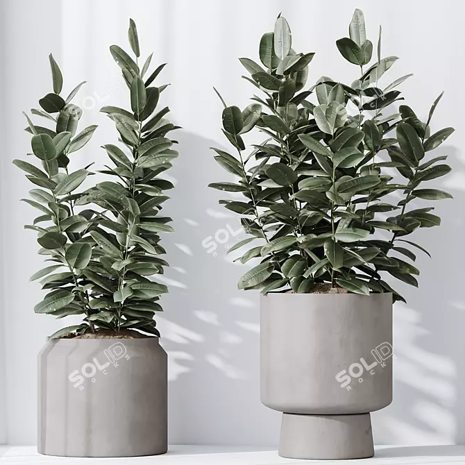 Rubber Ficus Melany 3D Models 3D model image 2