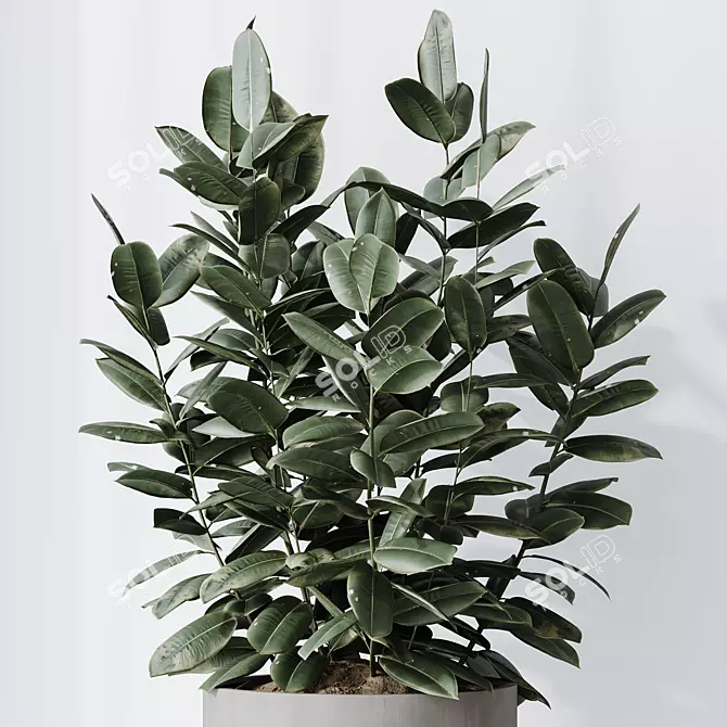 Rubber Ficus Melany 3D Models 3D model image 4