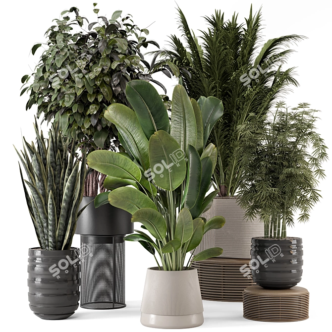 Modern Indoor Plants with Bau Pot - Set 1848 3D model image 1