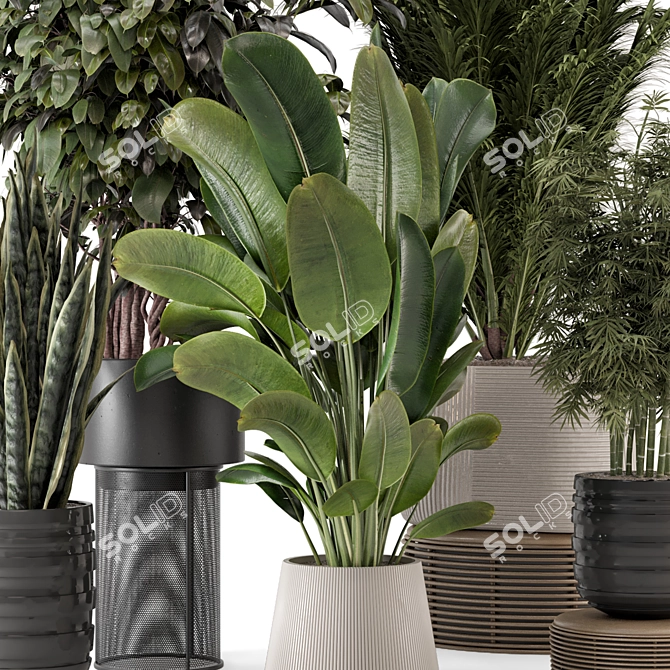 Modern Indoor Plants with Bau Pot - Set 1848 3D model image 2