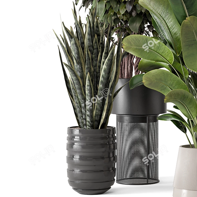 Modern Indoor Plants with Bau Pot - Set 1848 3D model image 5