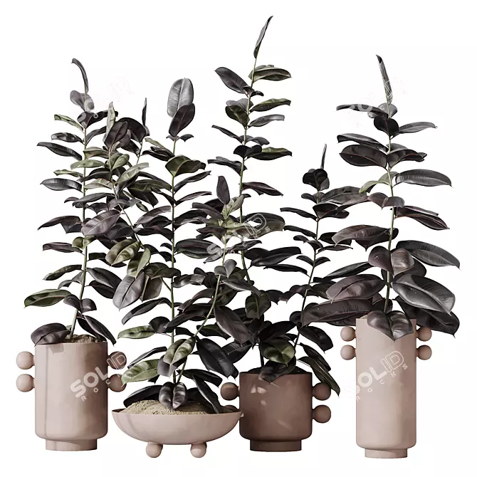 Burgundy Rubber Ficus Indoor Plants 3D model image 1