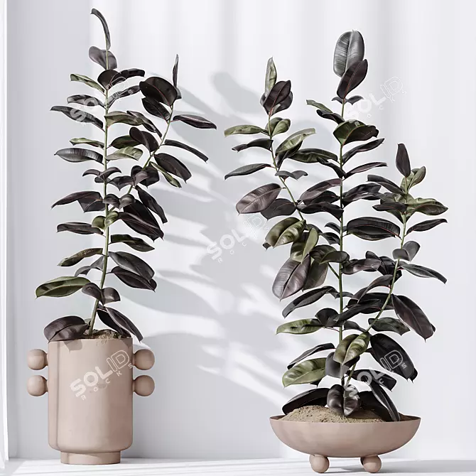 Burgundy Rubber Ficus Indoor Plants 3D model image 3