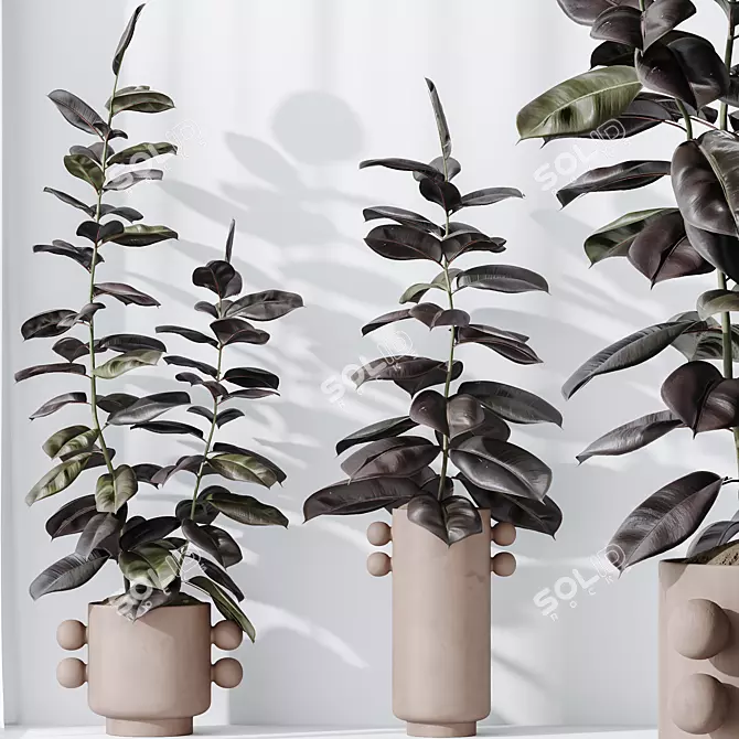 Burgundy Rubber Ficus Indoor Plants 3D model image 4