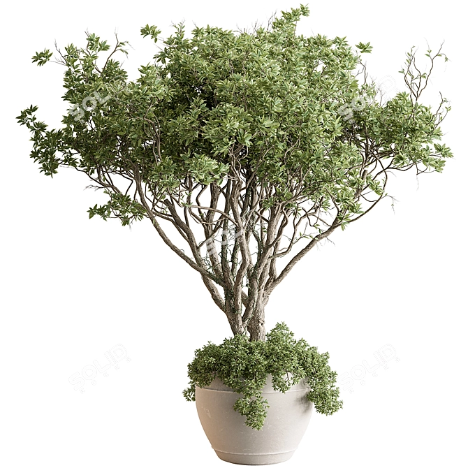 Indoor Tree in Pot Display 3D model image 1