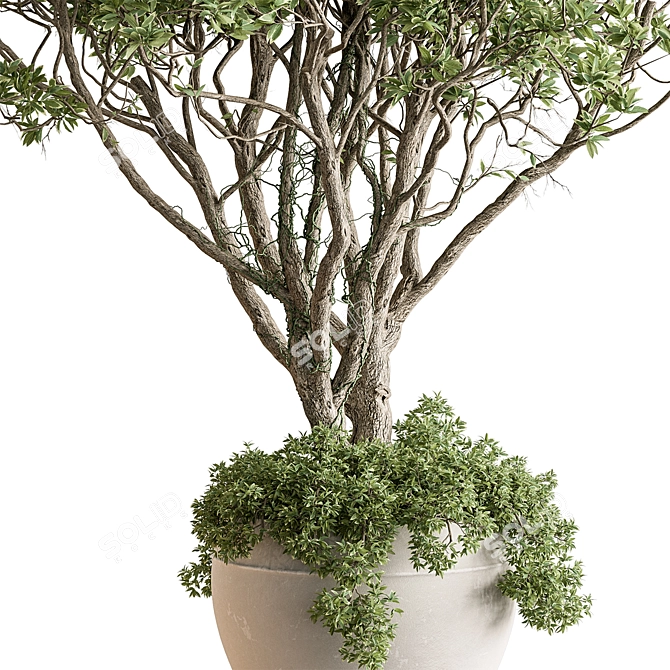 Indoor Tree in Pot Display 3D model image 2