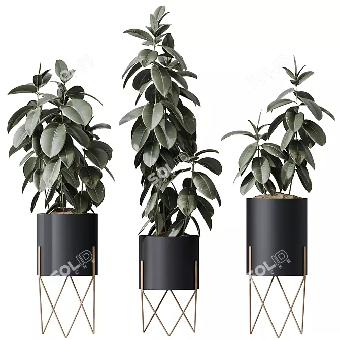 Ficus Elastica Melany HQ HousePlants 3D model image 1