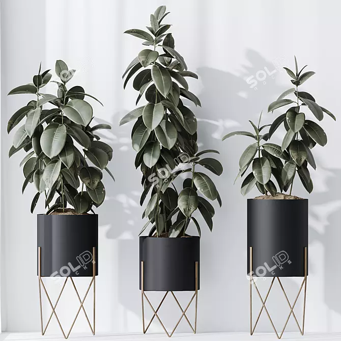 Ficus Elastica Melany HQ HousePlants 3D model image 2