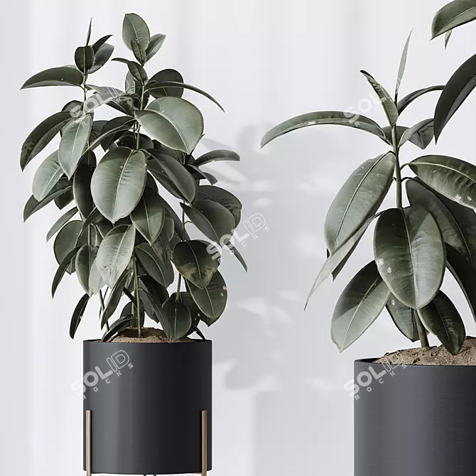Ficus Elastica Melany HQ HousePlants 3D model image 3