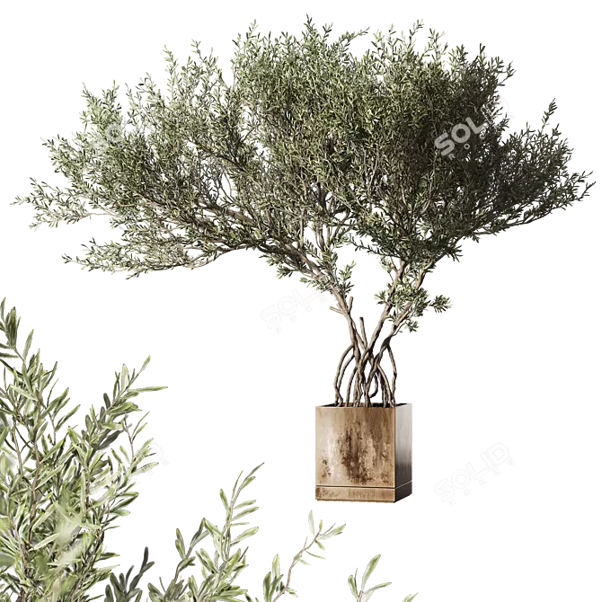 Metal Pot Live Indoor Tree 3D model image 1