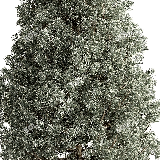 Russian Plum Pines Tree Set 3D model image 2