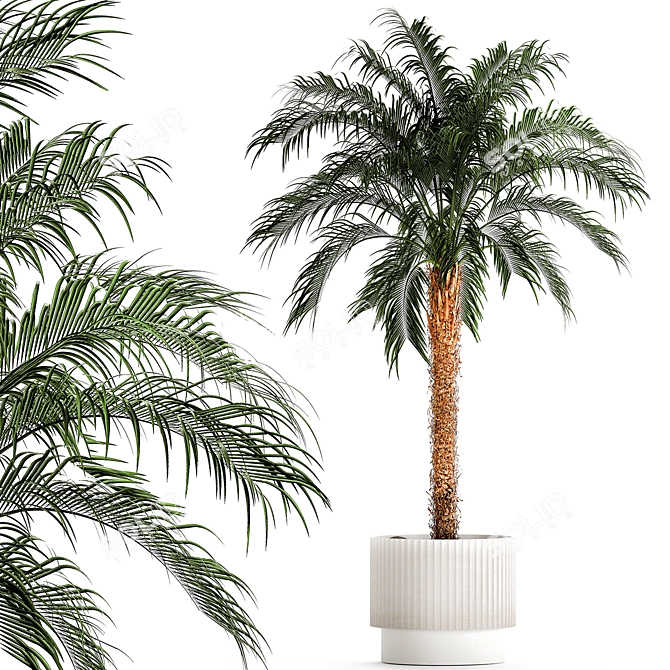 Exotic Palm Set in Modern Pot 3D model image 1