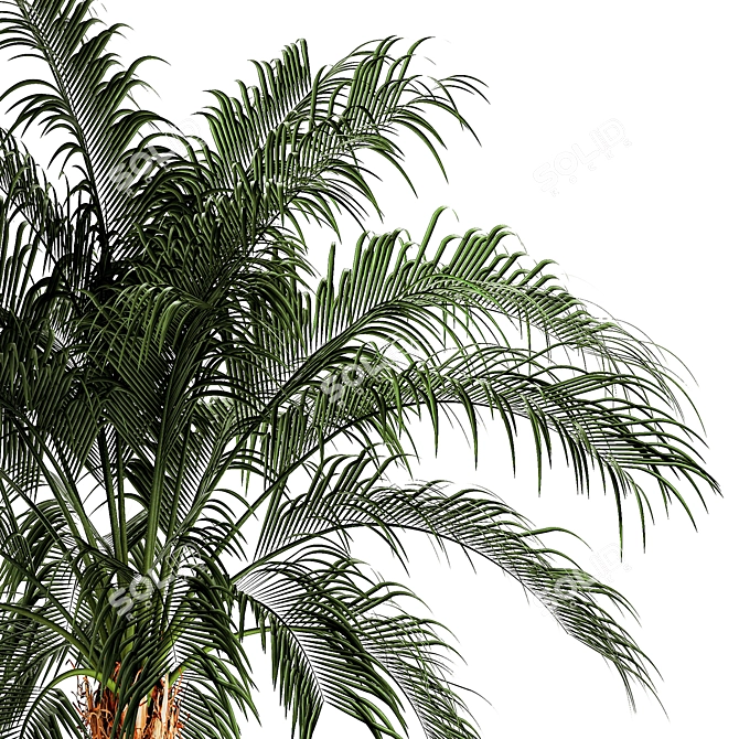 Exotic Palm Set in Modern Pot 3D model image 4