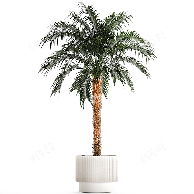 Exotic Palm Set in Modern Pot 3D model image 6