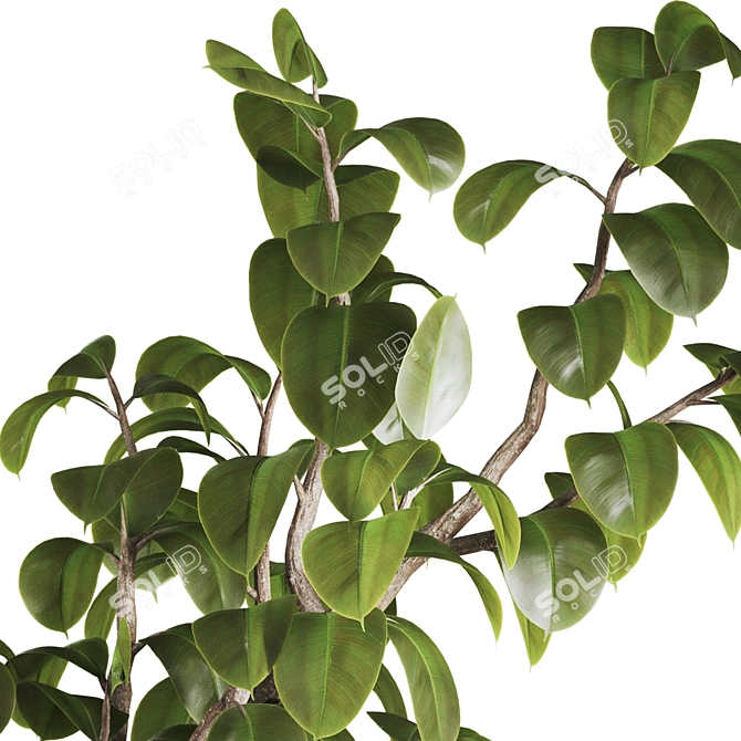 3D Plant & Decor Collection 3D model image 4