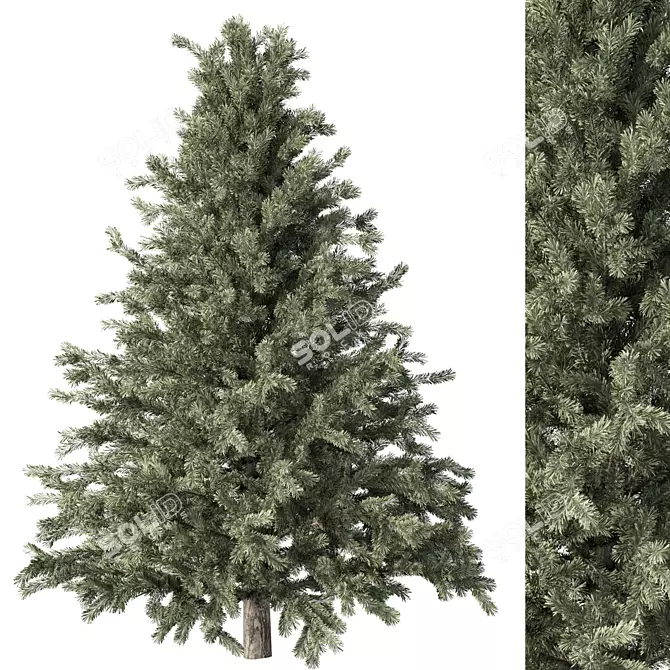  Rustic Pine Tree No.61 3D model image 1