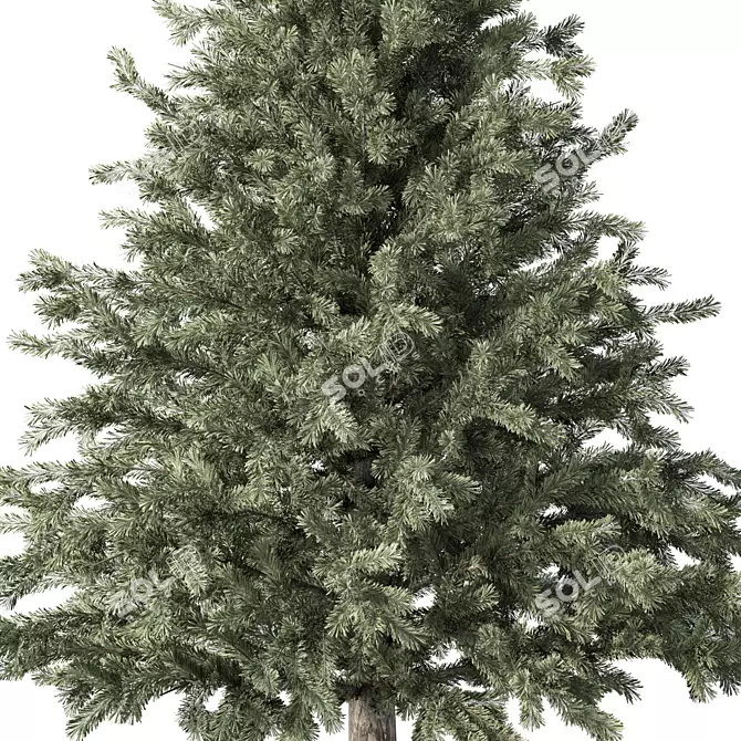  Rustic Pine Tree No.61 3D model image 2