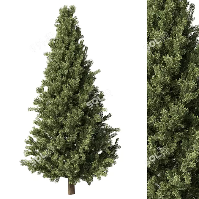 Evergreen No.62 3D Model 3D model image 1