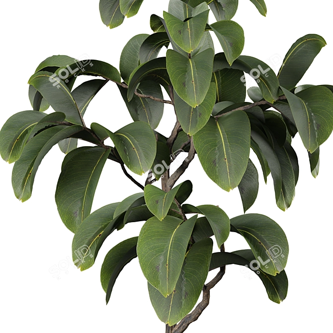 Ficus Indoor Plant 3D Model 3D model image 2