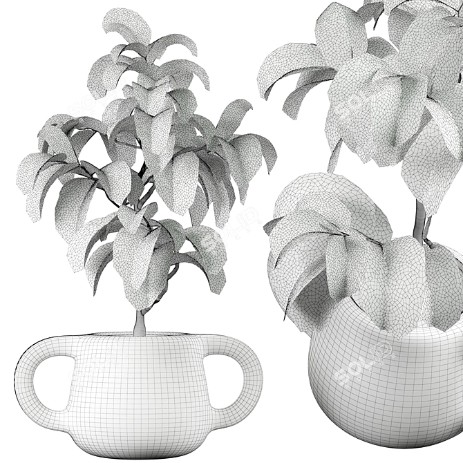 Ficus Indoor Plant 3D Model 3D model image 3