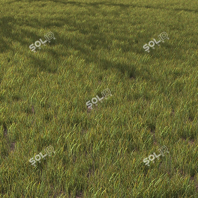 Variety Grass Model Scatter 3D model image 1