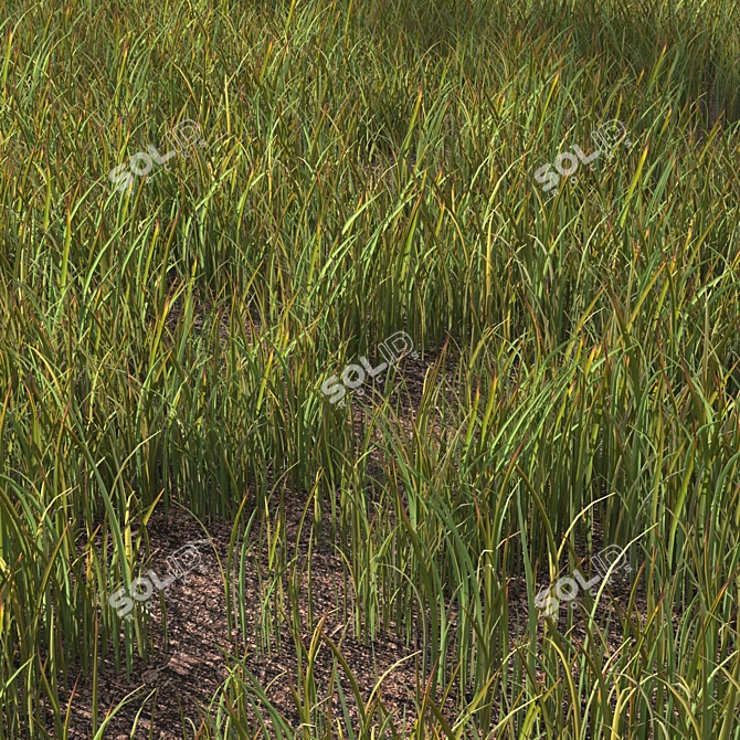 Variety Grass Model Scatter 3D model image 2