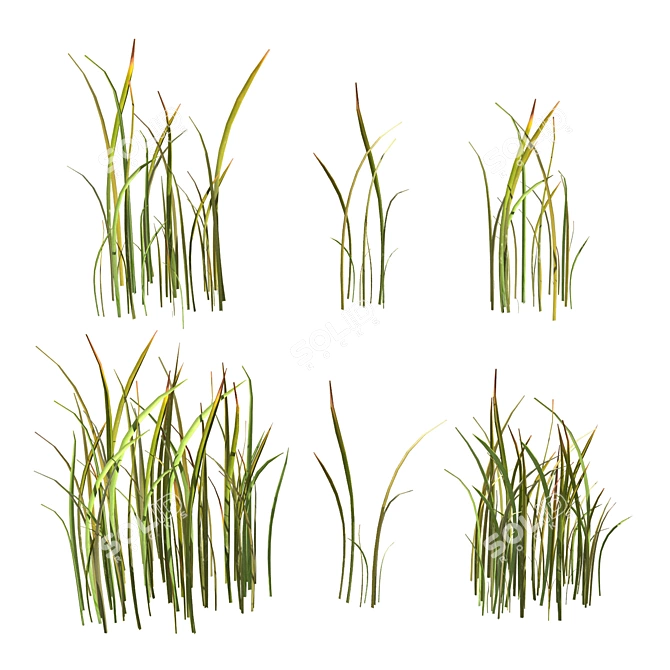 Variety Grass Model Scatter 3D model image 3