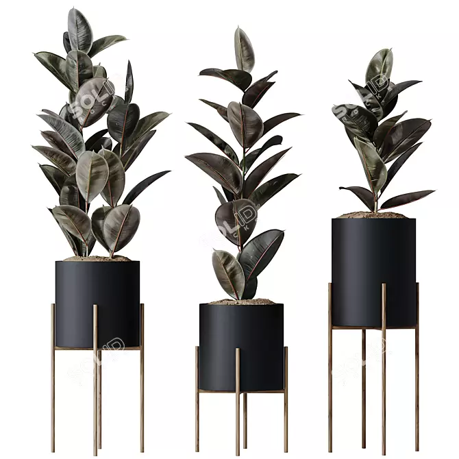 Elegant Rubber Ficus Melany Set 3D model image 1