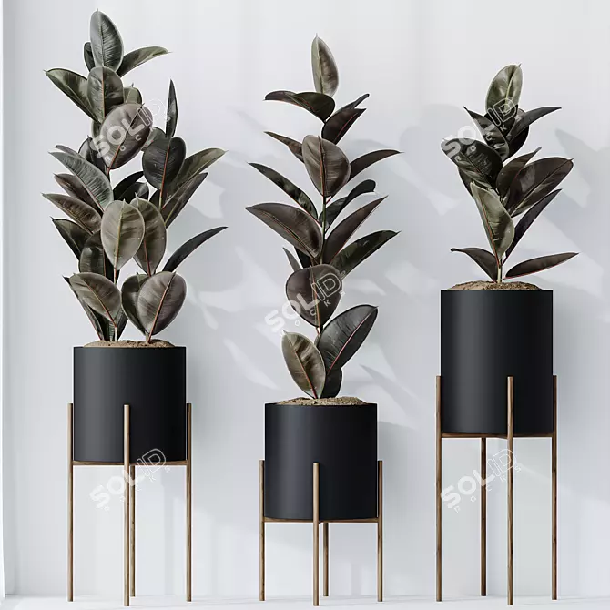 Elegant Rubber Ficus Melany Set 3D model image 2