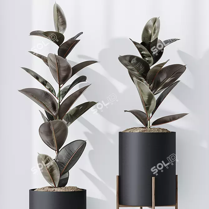 Elegant Rubber Ficus Melany Set 3D model image 3