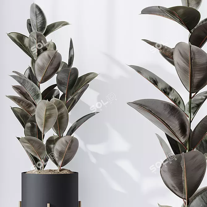 Elegant Rubber Ficus Melany Set 3D model image 4