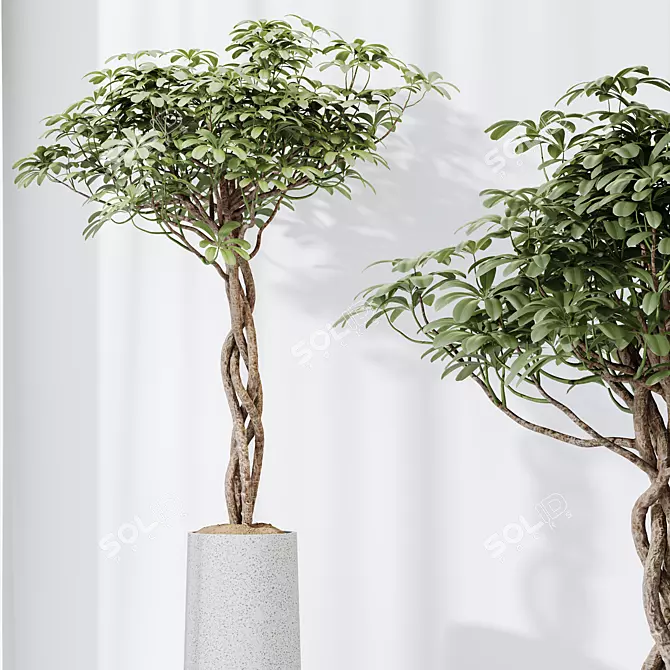 Schefflera Arboricola Set: 3D Plant Models 3D model image 3