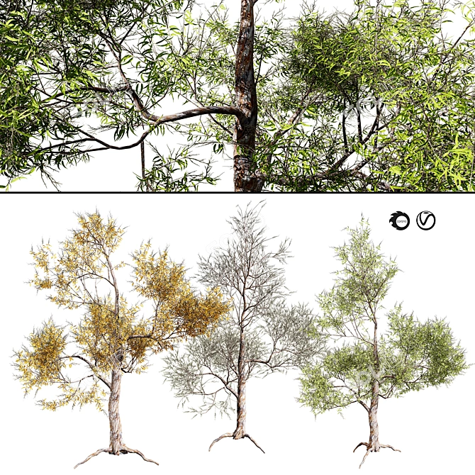 Seasonal Gum Trees Pack 3D model image 1