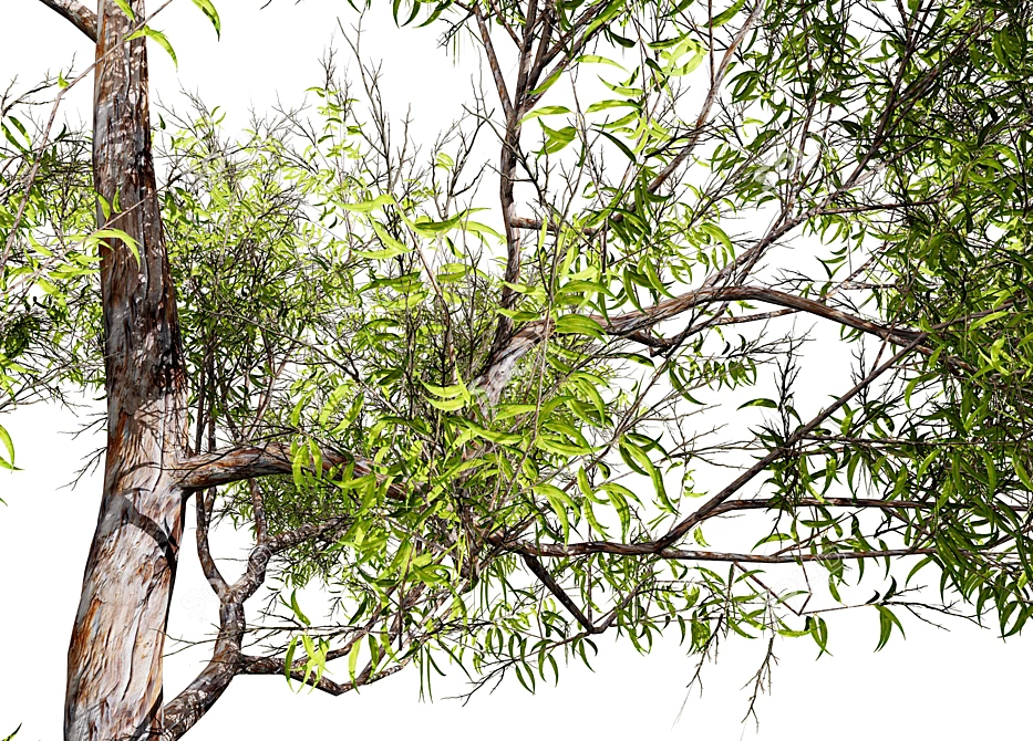 Seasonal Gum Trees Pack 3D model image 2