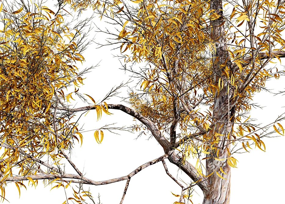 Seasonal Gum Trees Pack 3D model image 4