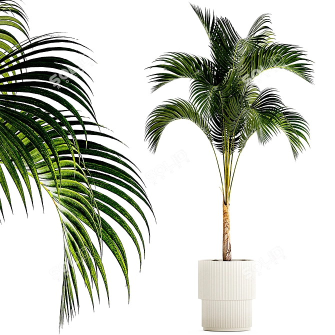 Exotic Phoenix Palm Collection 3D model image 1