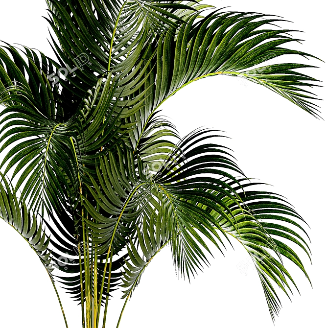 Exotic Phoenix Palm Collection 3D model image 4