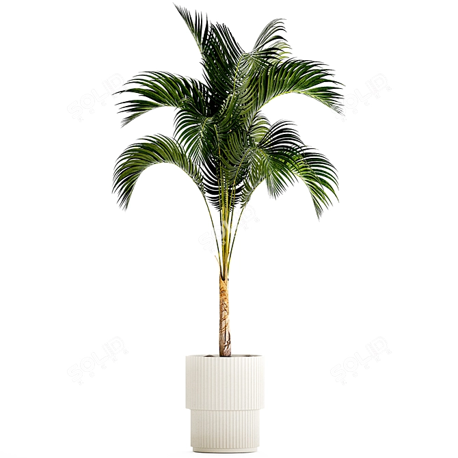 Exotic Phoenix Palm Collection 3D model image 5