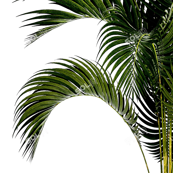 Exotic Phoenix Palm Collection 3D model image 6