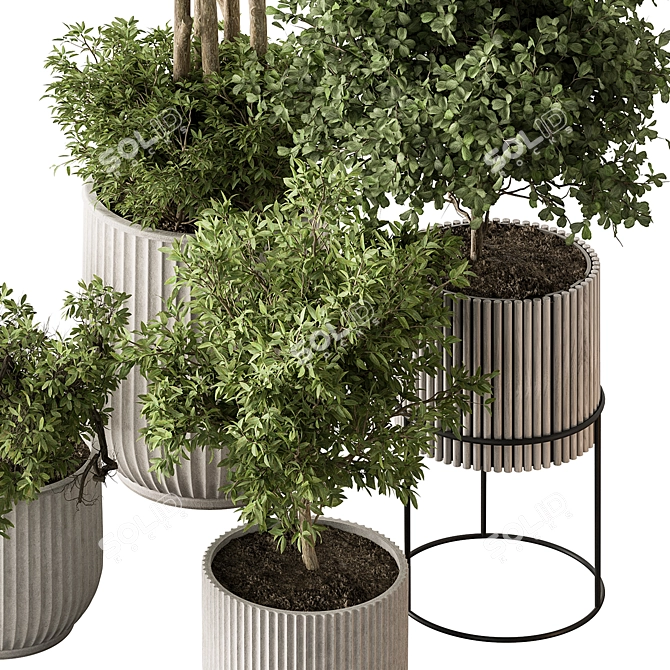 Indoor Tree in Pot 629 3D model image 2