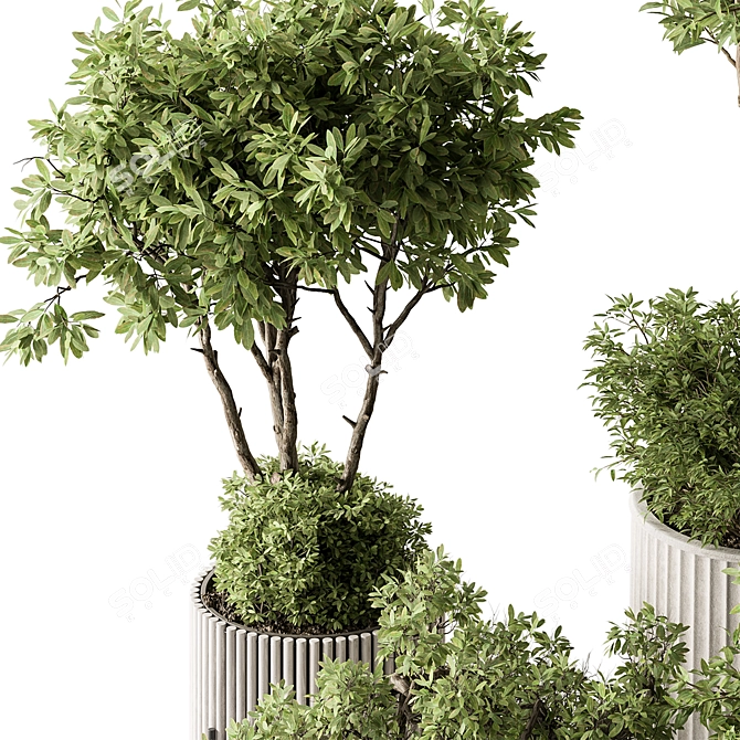 Indoor Tree in Pot 629 3D model image 3