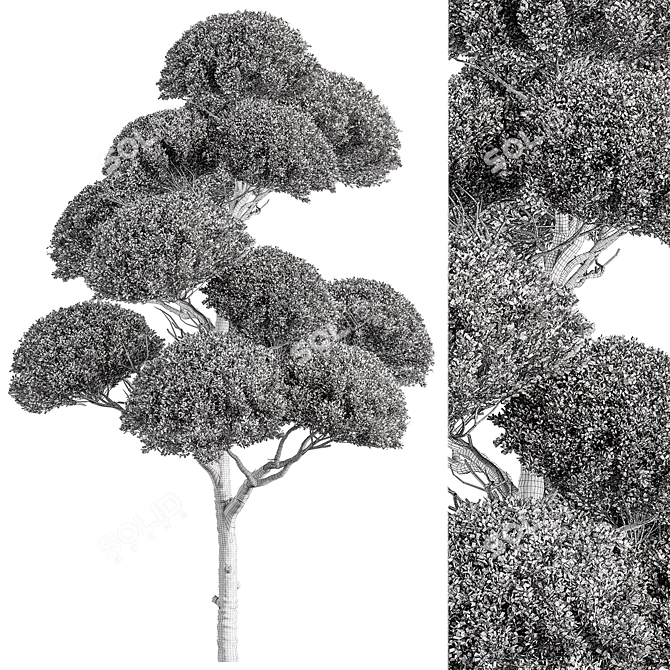 Replicated Spherical Bonsai Tree Set 3D model image 4
