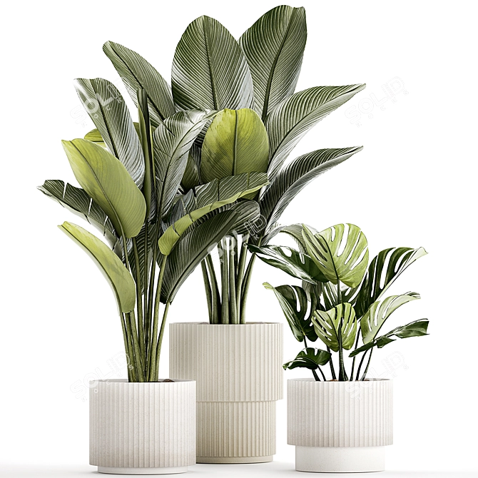 Exotic Plant Collection - Modern White Pot Display 3D model image 5