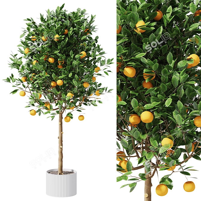  Citrus Trio Tree Set. 3D model image 1