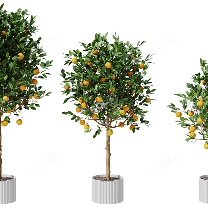  Citrus Trio Tree Set. 3D model image 2