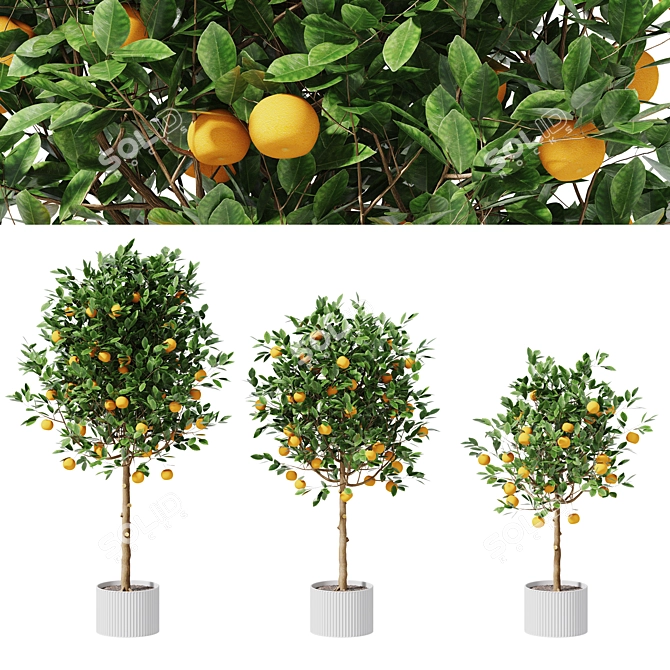  Citrus Trio Tree Set. 3D model image 3