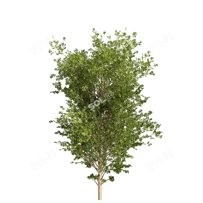 Dwarf Umbrella Tree 3D Model 3D model image 3