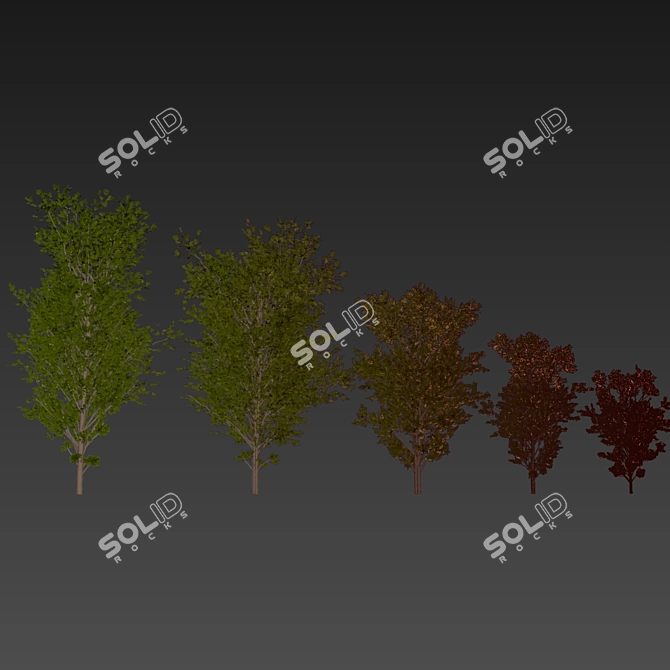 Dwarf Umbrella Tree 3D Model 3D model image 7